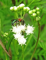 Augochloropsis tupacamaru