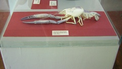 Macrobrachium carcinus