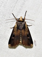 Effractilis effracta