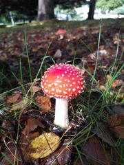Amanita muscaria