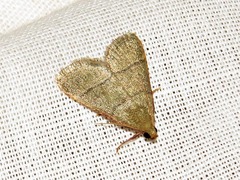 Hypsopygia nostralis