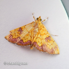 Isocentris filalis