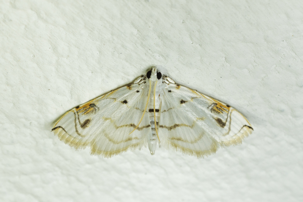 Neurophyseta camptogrammalis