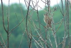 Helopsaltes ochotensis