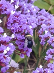 Centris cineraria