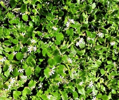 Scaevola hookeri