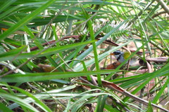 Arremon flavirostris