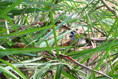 Arremon flavirostris