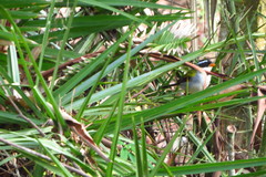 Arremon flavirostris