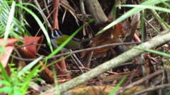 Arremon flavirostris