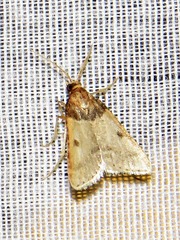 Loryma basalis