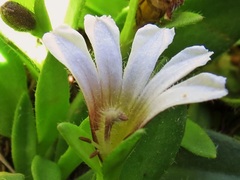 Scaevola hookeri