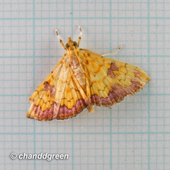 Isocentris filalis