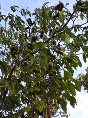 Tabernaemontana debrayi