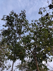 Tabernaemontana debrayi