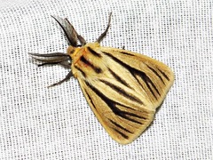 Estigmene multivittata