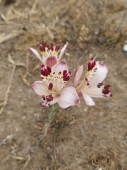 Alstroemeria diluta