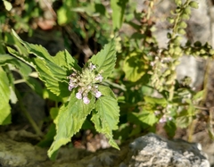 Teucrium vesicarium