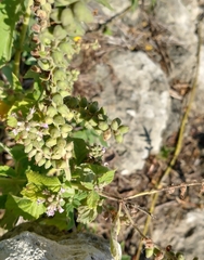 Teucrium vesicarium