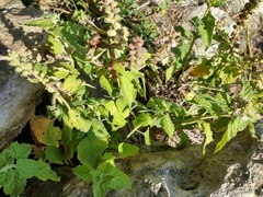 Teucrium vesicarium
