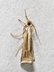 Ancylolomia simplella