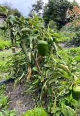 Capsicum annuum annuum