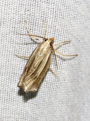 Ancylolomia simplella