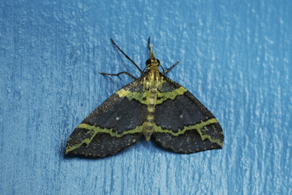 Psaliodes infantula