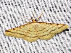 Heterostegane rectistriga