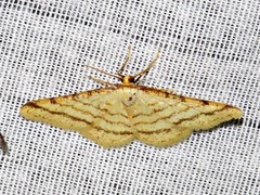 Heterostegane rectistriga