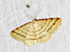 Heterostegane rectistriga