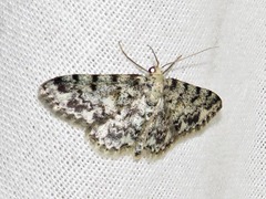 Scopula nigrinotata