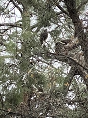 Bubo virginianus