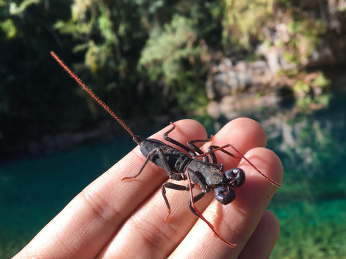 Mastigoproctus cinteotl