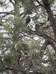 Bubo virginianus