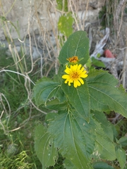 Melanthera latifolia