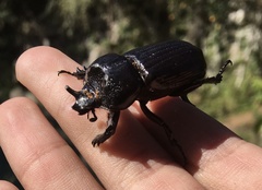 Phileurus