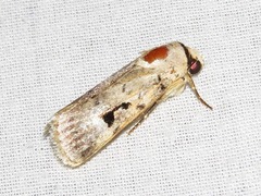 Ariathisa abyssinia