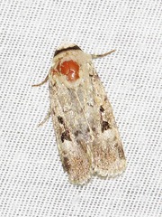 Ariathisa abyssinia