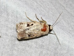 Ariathisa abyssinia