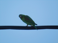Brotogeris jugularis