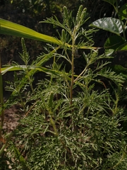 Ambrosia tenuifolia