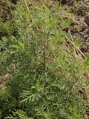 Ambrosia tenuifolia