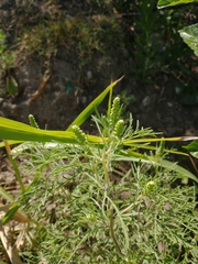 Ambrosia tenuifolia