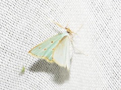 Comostolopsis stillata stillata