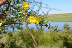 Tabebuia nodosa