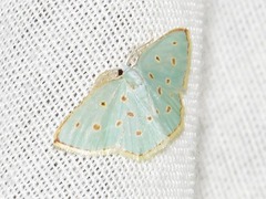 Comostolopsis stillata stillata