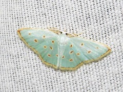 Comostolopsis stillata stillata