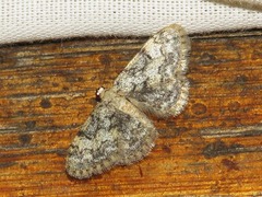 Idaea fumilinea