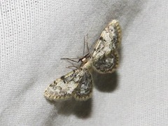 Idaea fumilinea